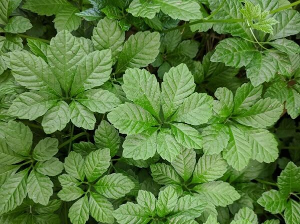 Gynostemma pubescens (Gagnep.) C.Y.Wu 1 Gynostemma pubescens (Gagnep.) C.Y.Wu 1