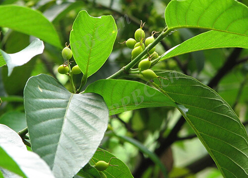 Gironniera subaequalis Planch 1