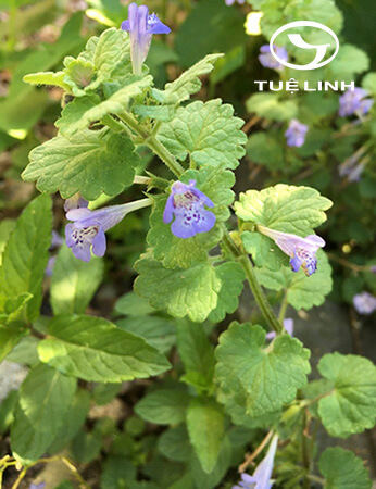 Glechoma hederacea L 1