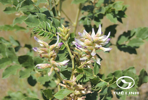 Glycyrrhiza uralensis Fisch. ex DC 1 Glycyrrhiza uralensis Fisch. ex DC 1