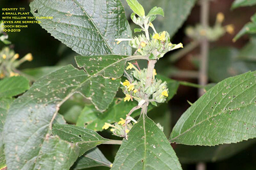 Gomphostemma parviflorum Wall. ex Benth 1 Gomphostemma parviflorum Wall. ex Benth 1