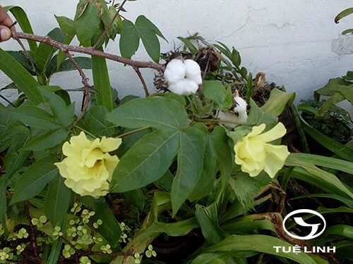 Gossypium barbadense L 1