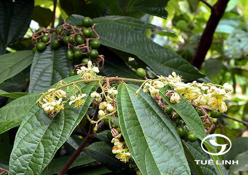 Grewia paniculata Roxb 1