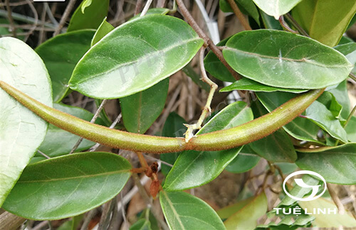 Gymnema foetidum Tsiang 1 Gymnema foetidum Tsiang 1