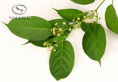 Gymnema tingens (Roxb.) Spreng 1 Gymnema tingens (Roxb.) Spreng 1