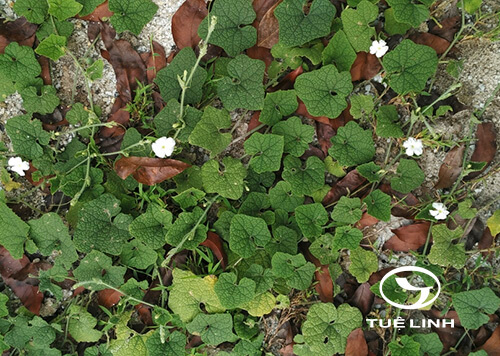 Gymnopetalum integrifolium (Roxb.) Kurz 1