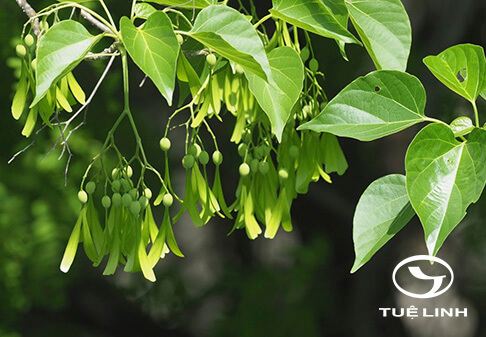 Gyrocarpus americanus Jacq 1 Gyrocarpus americanus Jacq 1