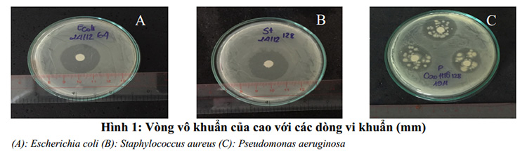 Khảo sát khả năng kháng khuẩn của cao methanol cây Hà Thủ Ô 1