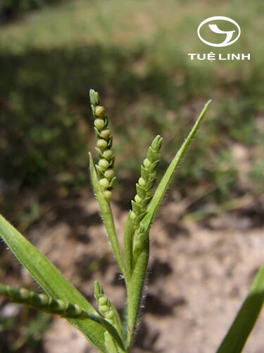 Hackelochloa granularis (L.) Kuntze 1 Hackelochloa granularis (L.) Kuntze 1