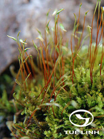 Haplocladium microphyllum (Hedw.) Broth 1 Haplocladium microphyllum (Hedw.) Broth 1