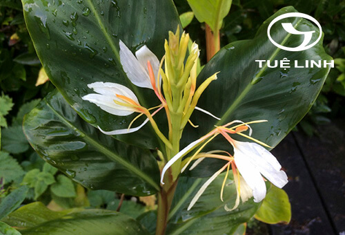 Hedychium forrestii Diels var. latelabracteatum K. Larsen 1 Hedychium forrestii Diels var. latelabracteatum K. Larsen 1