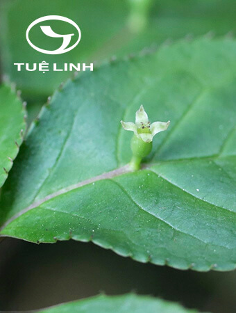 Helwingia japonica (Thunb.) F. G. Diet 1