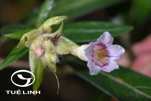 Hemigraphis glaucescens C. B. Clarke 1 Hemigraphis glaucescens C. B. Clarke 1