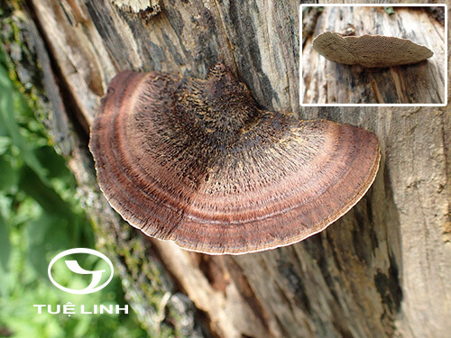 Hexagonia apiaria (Pers.) Fr 1 Hexagonia apiaria (Pers.) Fr 1