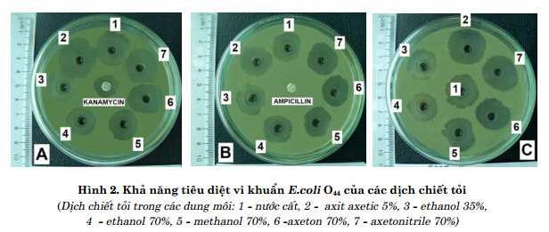 Kiểm tra tác dụng tiêu diệt vi khuẩn E.coli của các dịch chiết tỏi 2