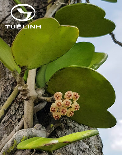 Hoya kerrii Craib 1 Hoya kerrii Craib 1
