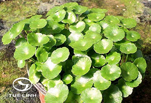 Hydrocotyle chinensis (Dunn) Craib 1 Hydrocotyle chinensis (Dunn) Craib 1