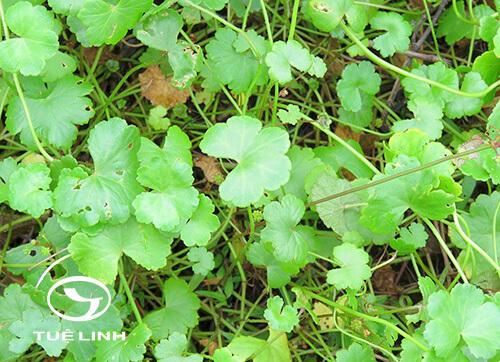 Hydrocotyle sibthorpioides Lam 1 Hydrocotyle sibthorpioides Lam 1