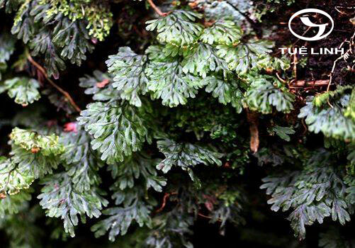 Hymenophyllum barbatum (Bosch) Baker 1