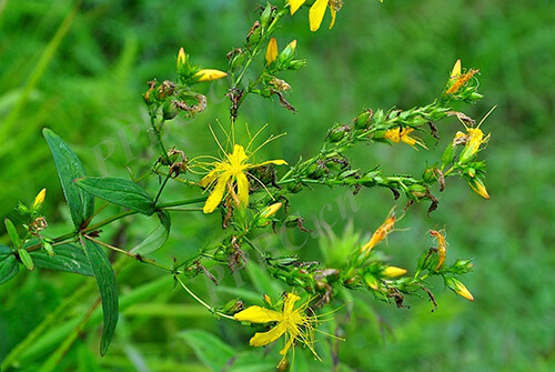 Hypericum napaulense Choisy 1