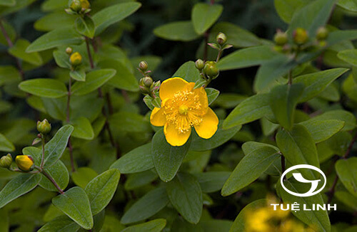 Hypericum patulum Thunb. ex Murray 1 Hypericum patulum Thunb. ex Murray 1