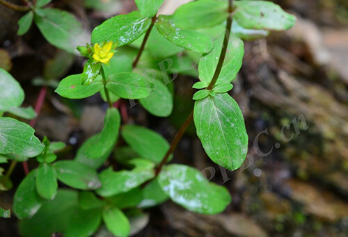 Hypericum wightianum Wall. ex Wight & Arn 1