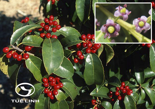 Ilex purpurea Hassk 1