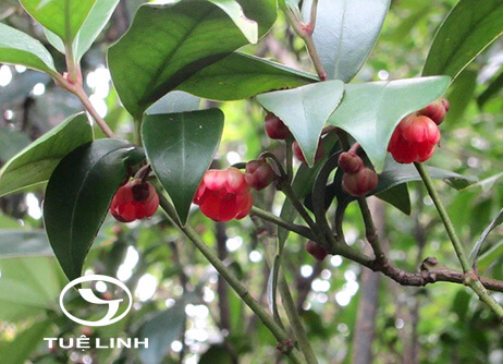 Illicium micranthum Dunn 1 Illicium micranthum Dunn 1