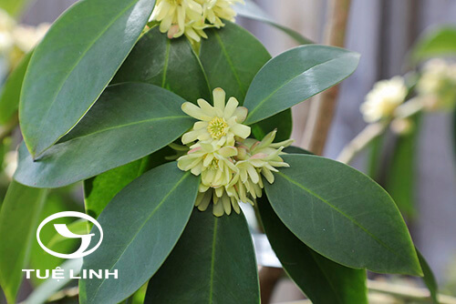 Illicium simonsii Maxim 1 Illicium simonsii Maxim 1