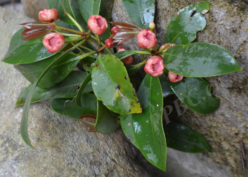 Illicium ternstroemioides A. C. Smith 1