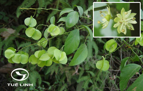 Illigera parviflora Dunn 1