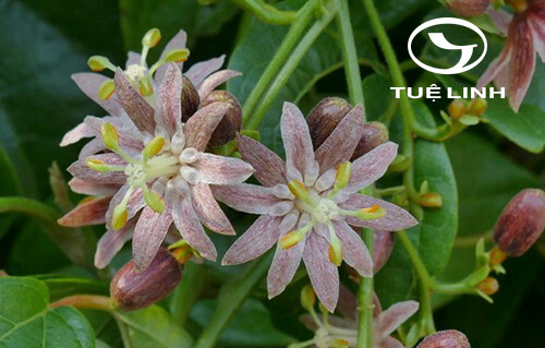 Illigera rhodantha Hance 1