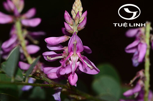 Indigofera cassioides Rottler ex DC 1