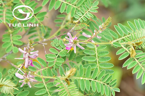 Indigofera dosua Buch.-Ham. ex D. Don 1 Indigofera dosua Buch.-Ham. ex D. Don 1