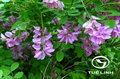 Indigofera glabra L 1 Indigofera glabra L 1