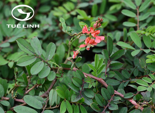 Indigofera spicata Forssk 1