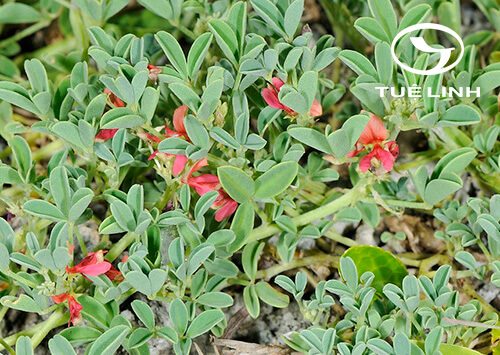 Indigofera trifoliata L 1 Indigofera trifoliata L 1
