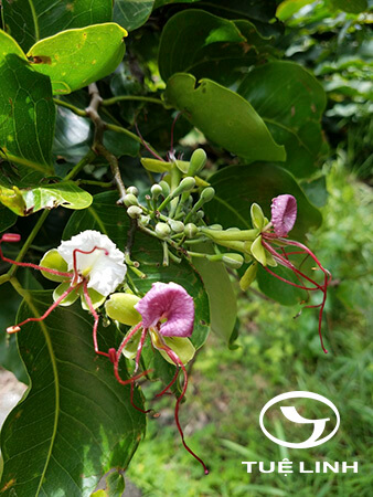 Intsia bijuga (Colebr.) Kuntze 1