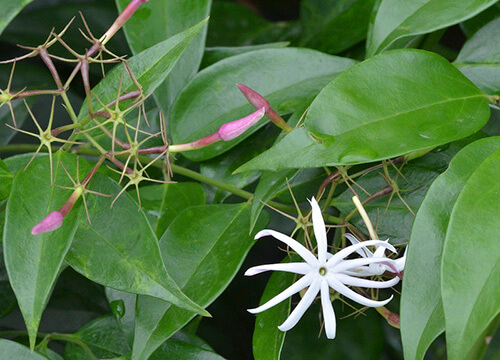 Jasminum laurifolium Roxb 1