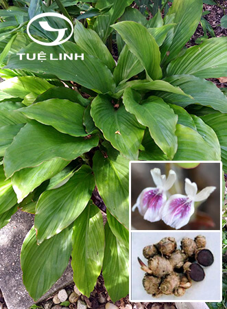 Kaempferia parviflora Wall. ex Baker 1