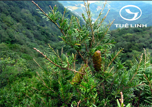 Keteleeria davidiana (C.E.Bertrand) Beissn 1