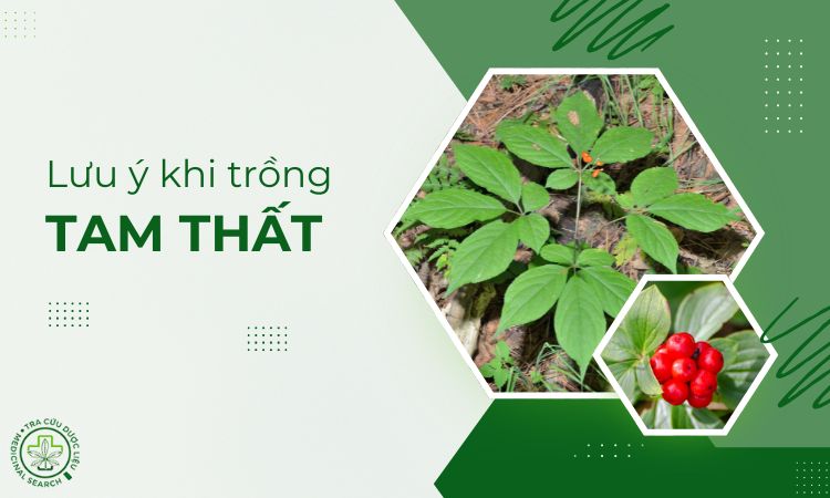 Những lưu ý khi trồng dược liệu Tam thất 1 Những lưu ý khi trồng dược liệu Tam thất 1