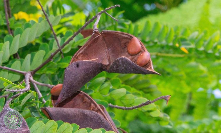 Chọn giống 1 Chọn giống 1