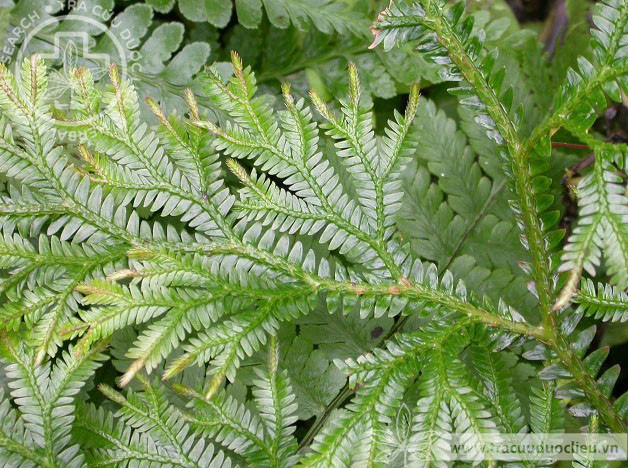 Selaginella monospora Spring 1