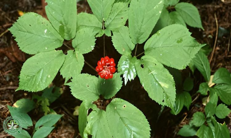 Nhân giống bằng hạt 1 Nhân giống bằng hạt 1