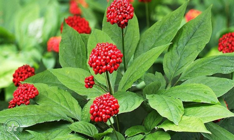 Kỹ thuật trồng Tam thất 1 Kỹ thuật trồng Tam thất 1