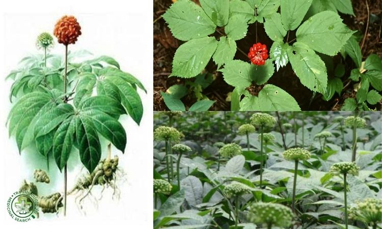 Thông tin cây Tam thất 1 Thông tin cây Tam thất 1