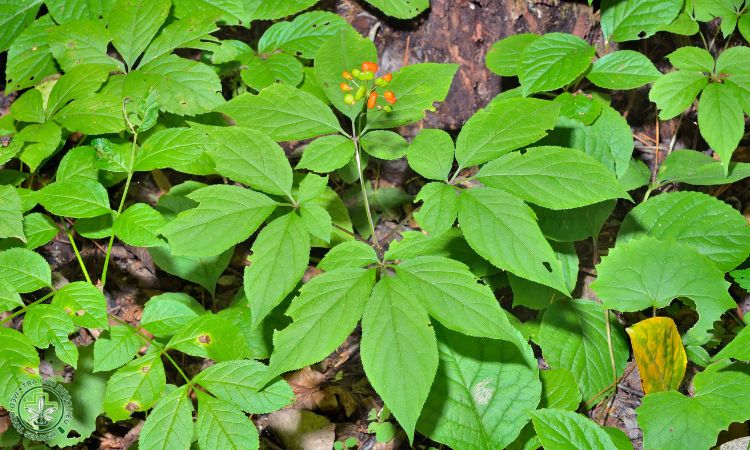 Chăm sóc cây Tam thất 1 Chăm sóc cây Tam thất 1