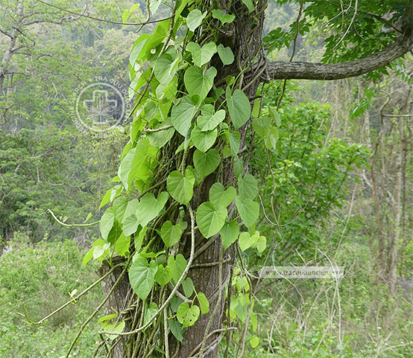 Tinospora sinensis (Lour.) Merr. 1