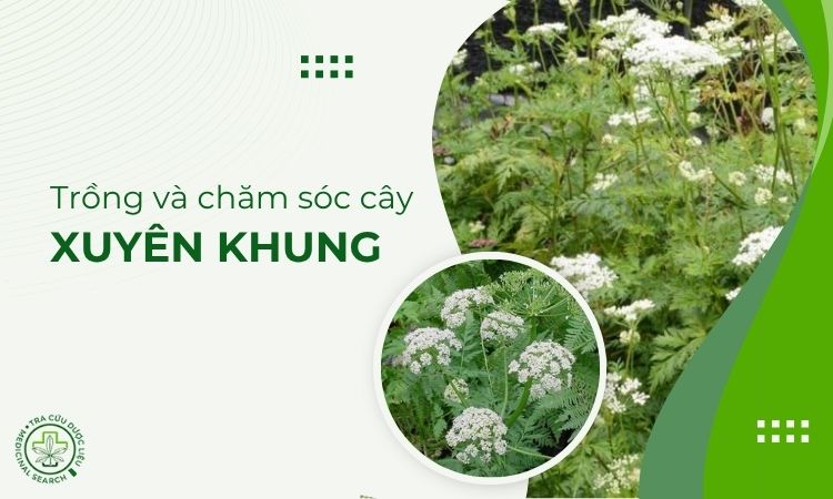 Trồng và chăm sóc cây Xuyên khung như thế nào? 1 Trồng và chăm sóc cây Xuyên khung như thế nào? 1